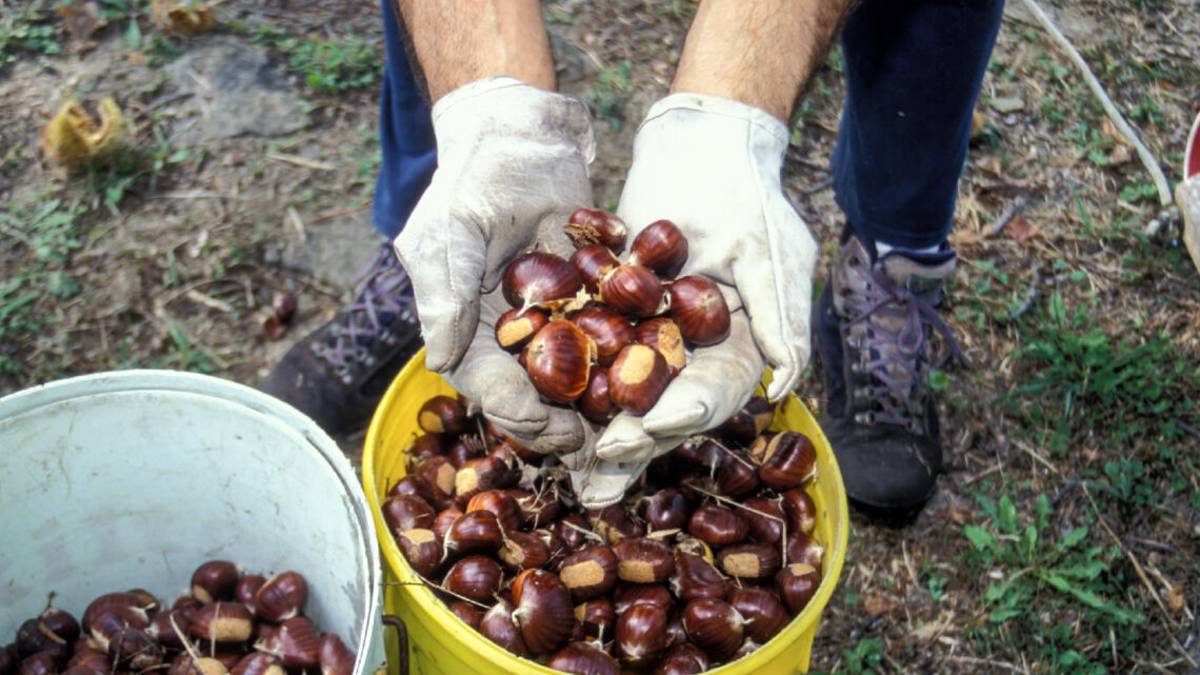 La stagione di castagne e marroni, ottima annata. Alcuni itinerari.