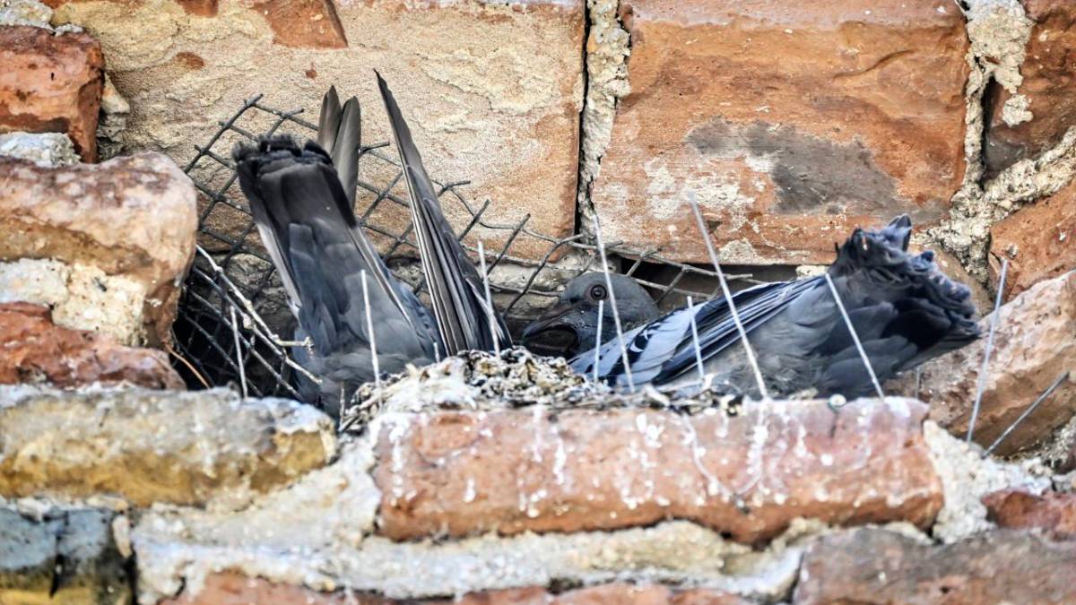 “La riduzione delle buche è un’alternativa agli aghi anti piccioni”: la proposta di “Monumenti vivi Rimini”