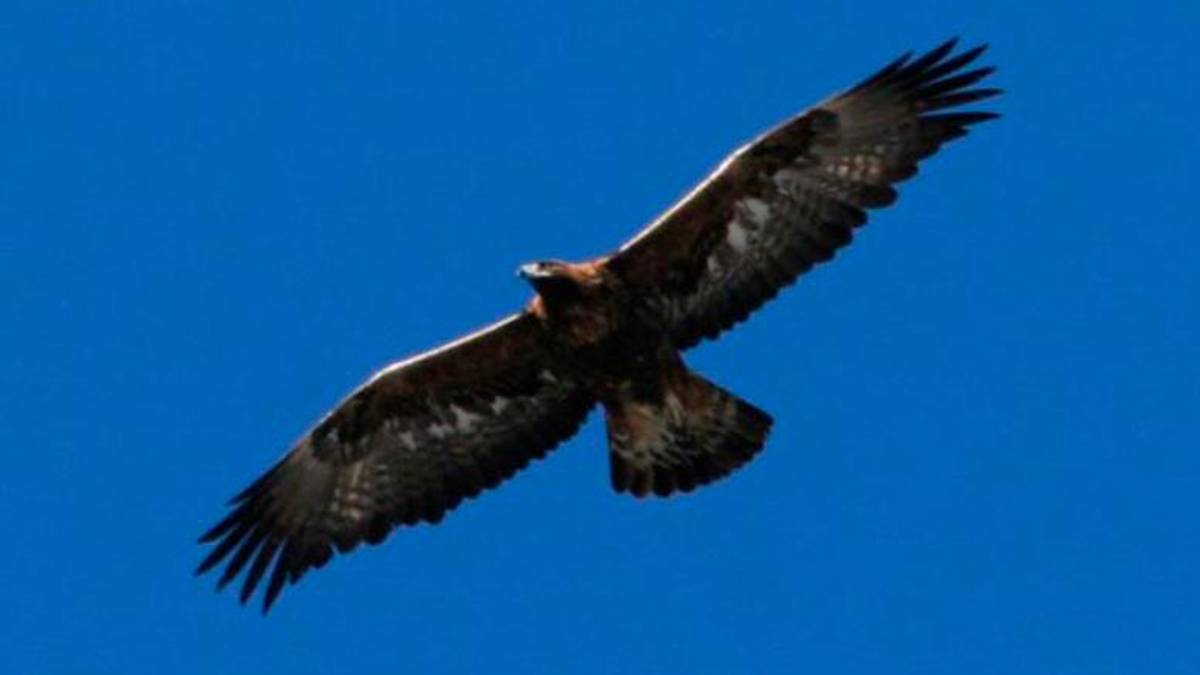 Un’aquila reale