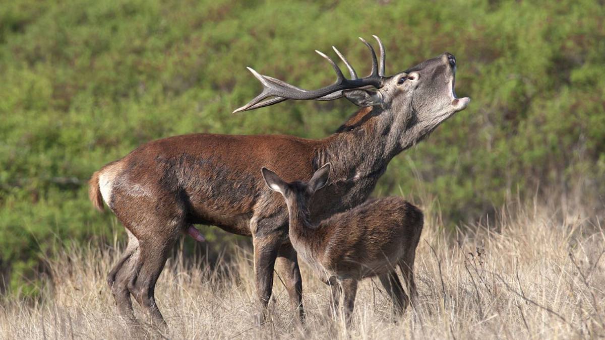 Santa Sofia. Un esercito a “caccia” di cervi e lupi: boom di richieste per il censimento