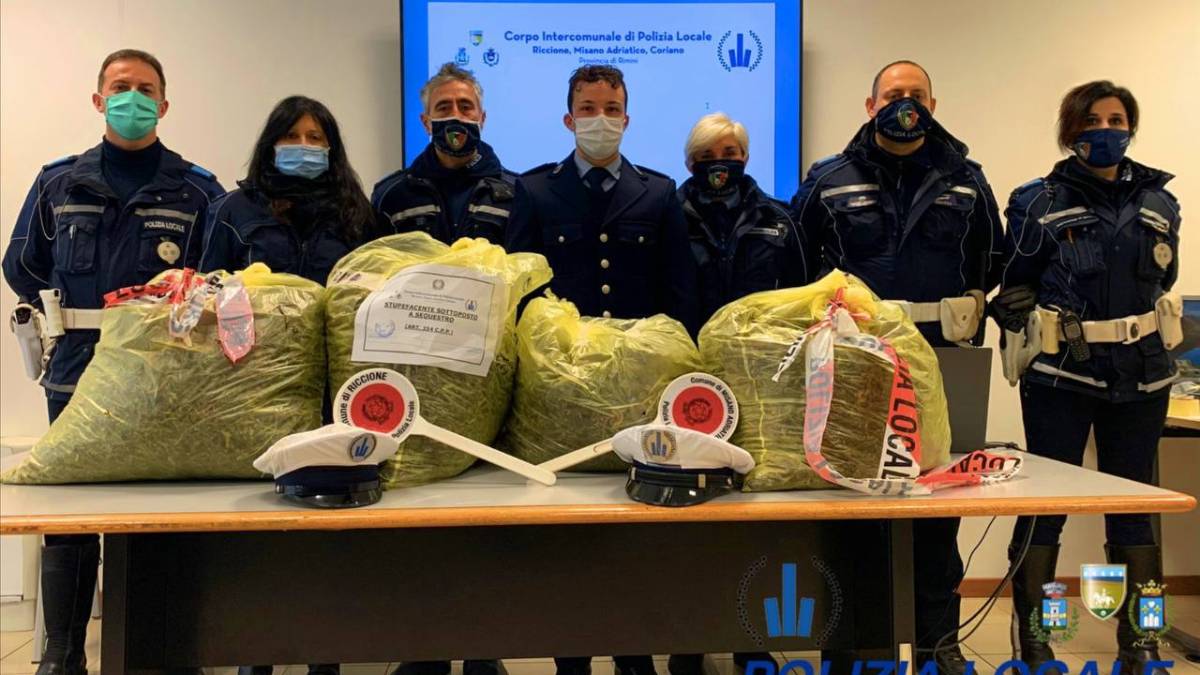 Misano. I vigili trovano 115 piante di cannabis, 50enne nei guai