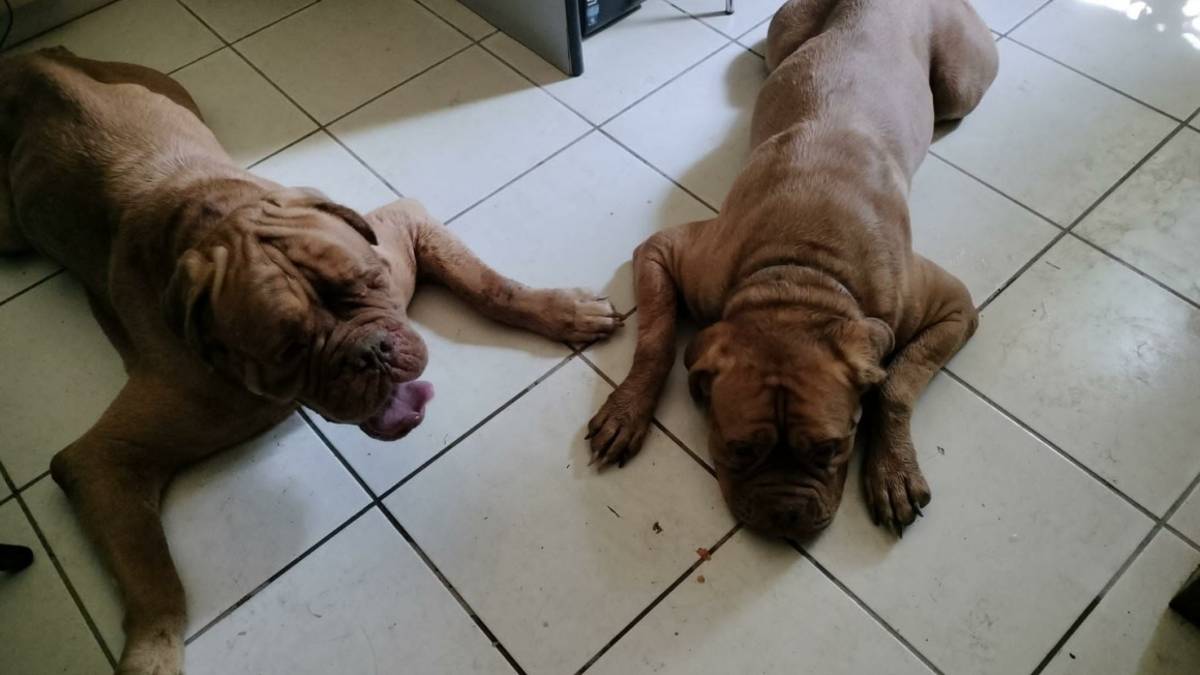 Faenza, il cane Ivan ritrova la mamma: anche lei era stata abbandonata