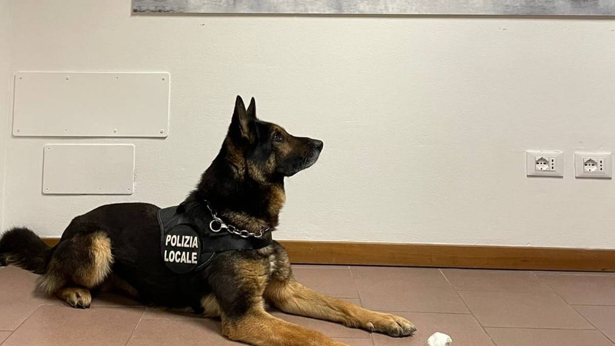 Rimini, prego, apra il bracciolo dell'auto e il cane poliziotto trova la cocaina