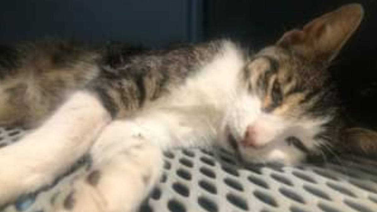 Il gatto trafitto da una freccia a Montecolombo è morto