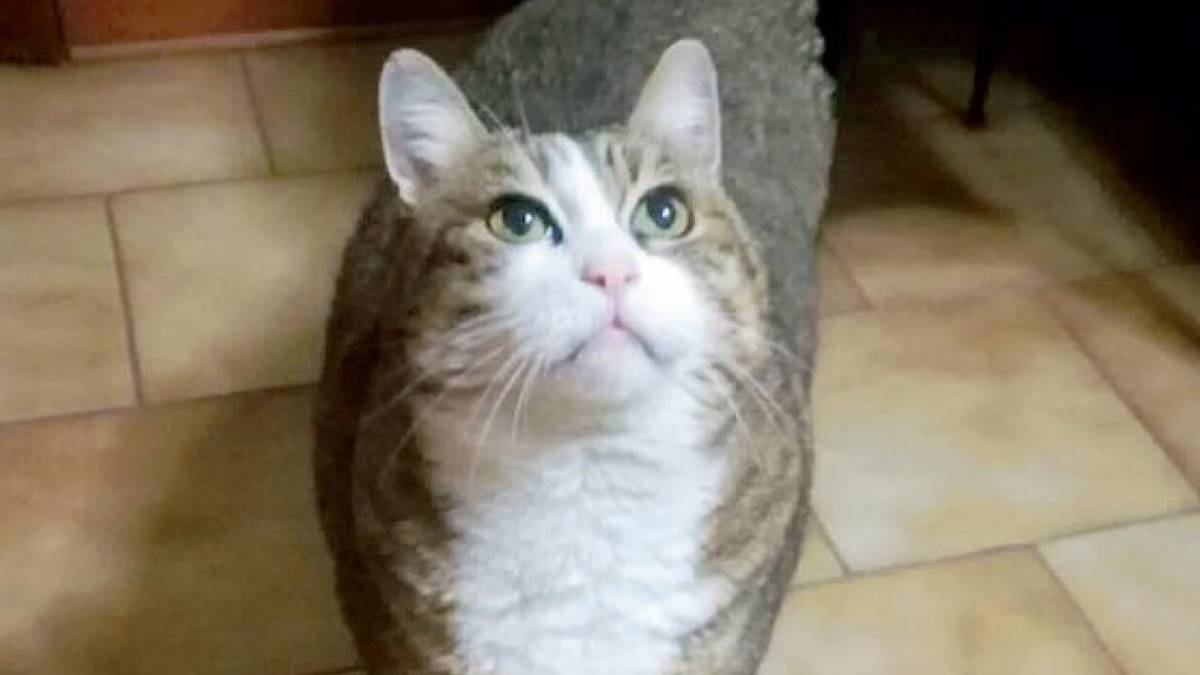 Il gatto Speedy è rimasto orfano ed ora cerca una nuova casa