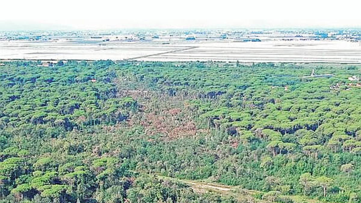 Cervia, al parco naturale verranno piantati oltre 1.200 nuovi alberi