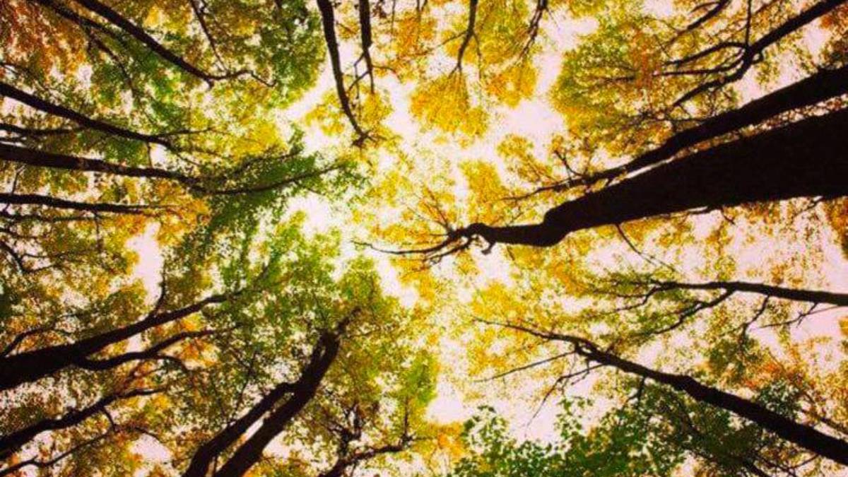 Stoccaggio della CO2 l’Appennino protagonista del “carbon farming”