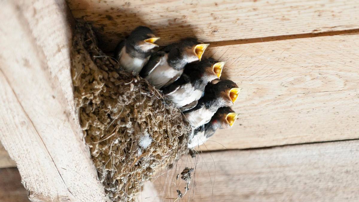 Ravenna, il cambiamento climatico e la fauna nel parco del Delta: rospi addio e nidi di rondine ad agosto