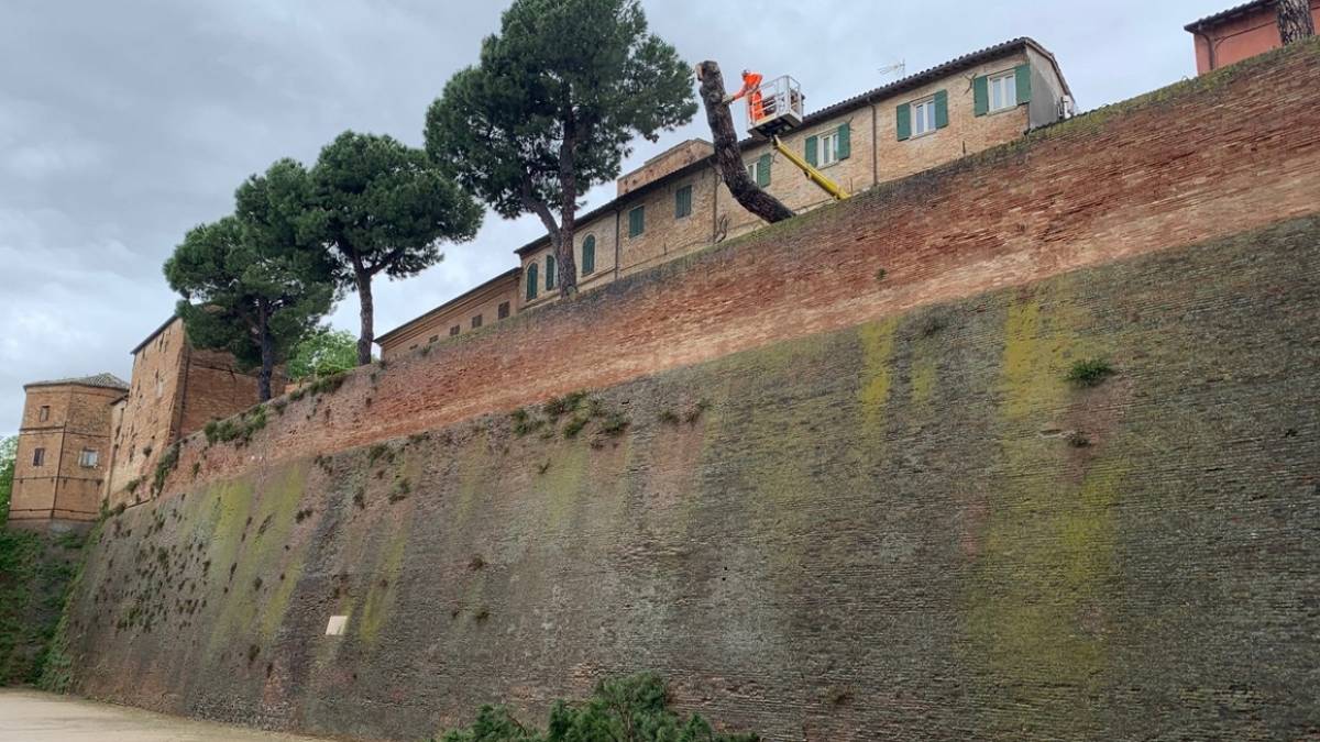 Santarcangelo. Dopo il crollo, studio di stabilità sugli altri pini di via Massani