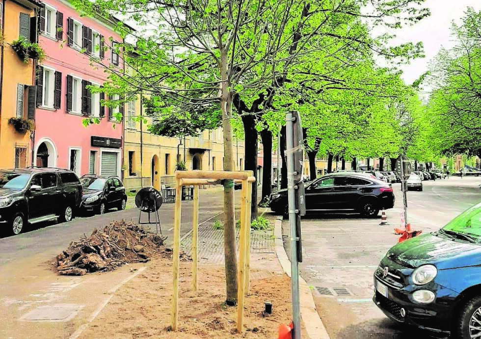 Gli alberi malati di viale Mazzoni a Cesena sostituiti in 20 giorni