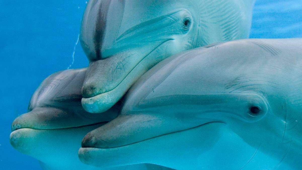 Delfini a Oltremare
