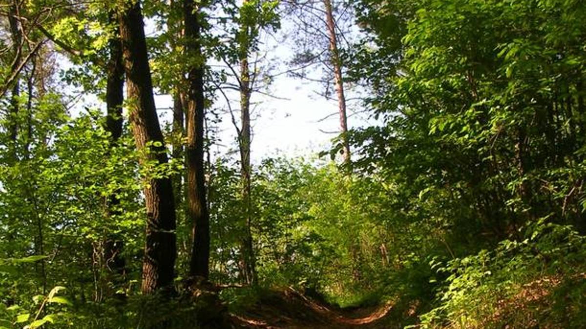 Ravenna, la pineta di Lido di Dante in pericolo per l'erosione della costa