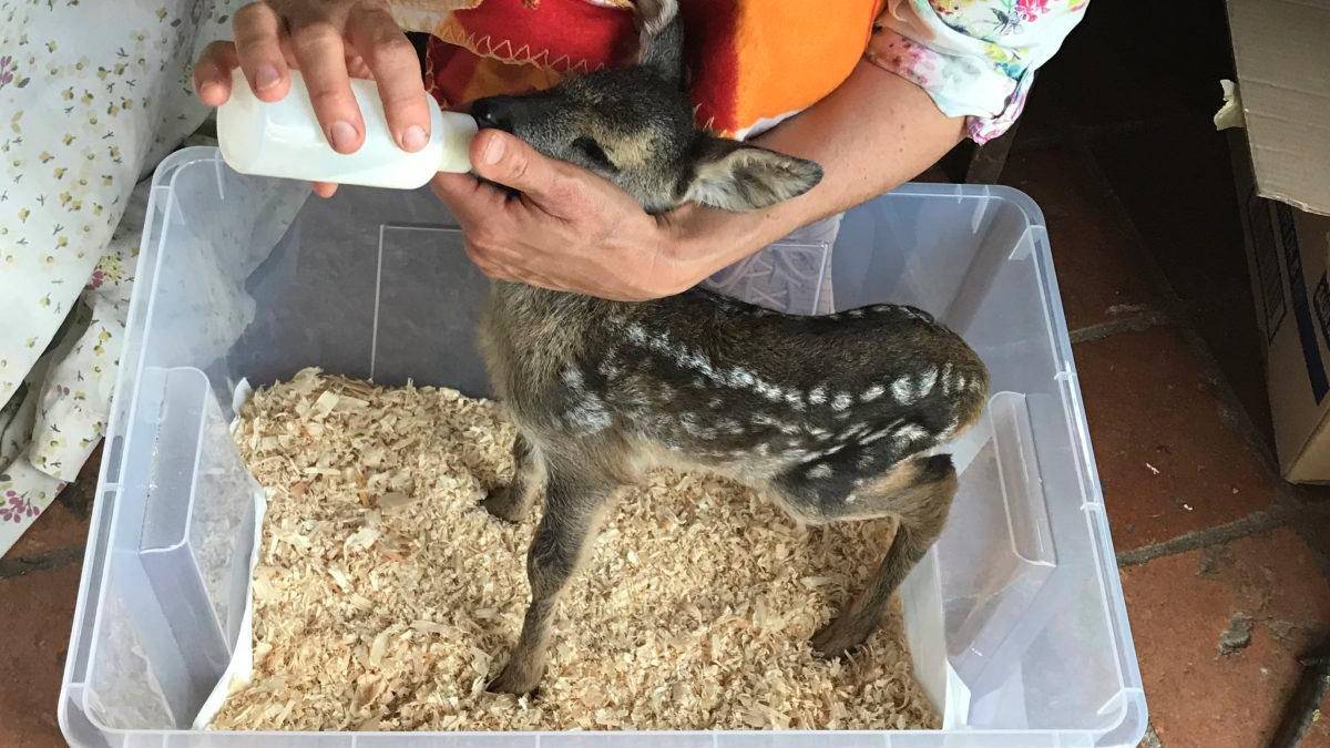 “Non toccate i cuccioli di daino fermi nell’erba si difendono”
