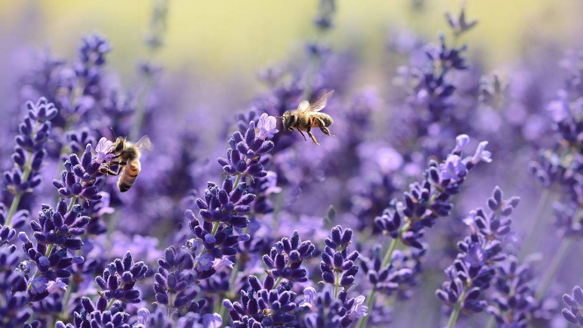 A Cesena un progetto europeo sugli insetti impollinatori