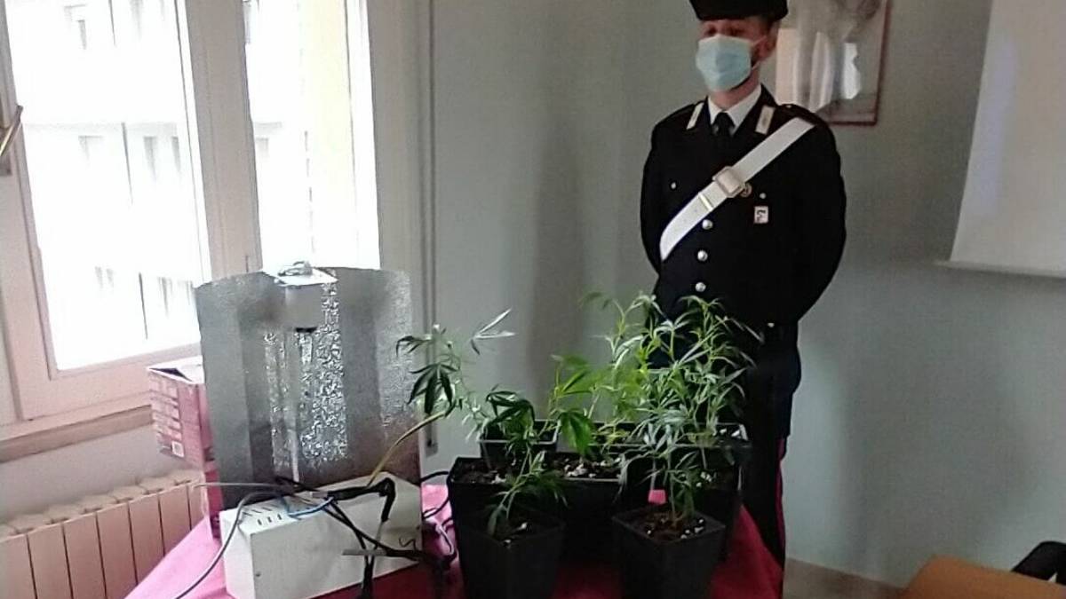 Savignano, salta la corrente per coltivazione di droga: arrestato