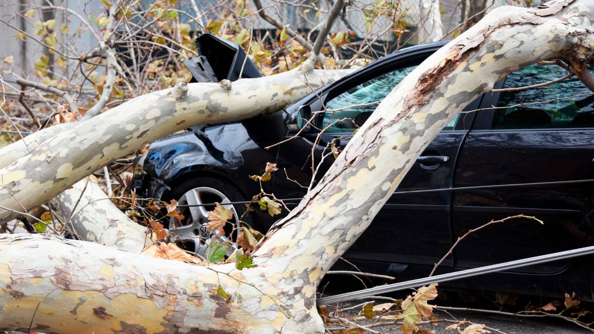 Grossa pianta crolla sull’auto in corsa e trascina i cavi della corrente. Miracolati cinque militari a bordo: andiamo ad accendere un cero