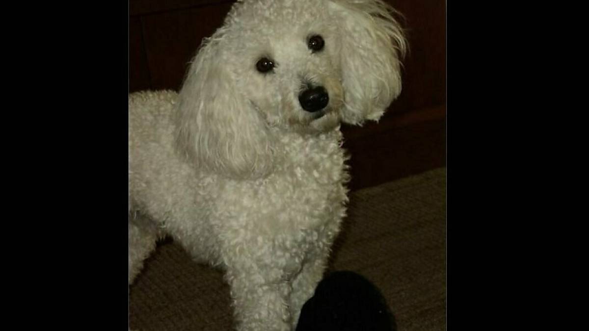 Ravenna, pitbull azzanna e uccide un barboncino