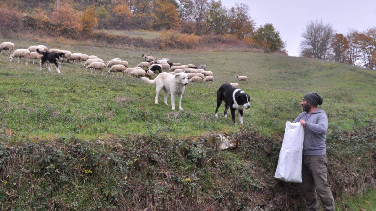 Lavoro: diventare allevatori, iscrizione e alloggio gratis nella scuola alle Foreste Casentinesi