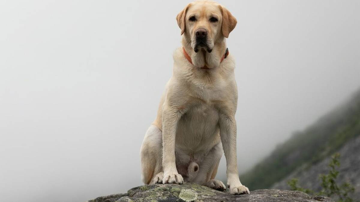 Cani da salvataggio, in 245 cercano la patente a Modigliana
