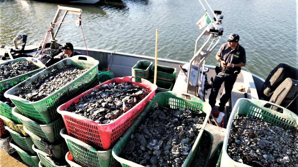 Ravenna, pescano abusivamente sei quintali di vongole: denunciati