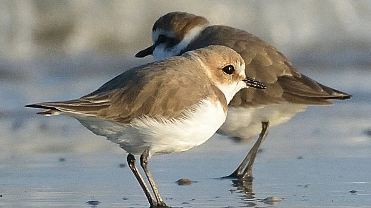 Ravenna, il fratino è tornato sulla costa