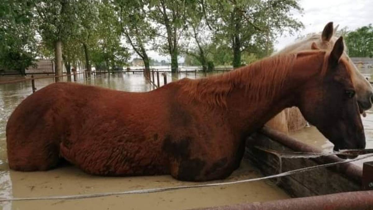 Tra i campi allagati di Bagnacavallo, con gli animali alle prese con la natura che si ribella - Gallery