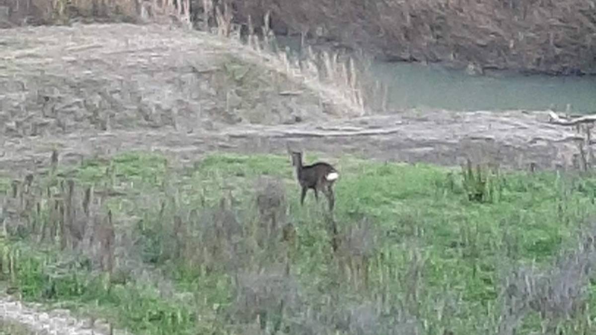 Capriolo da mesi a passeggio tra i due ponti di Cesena