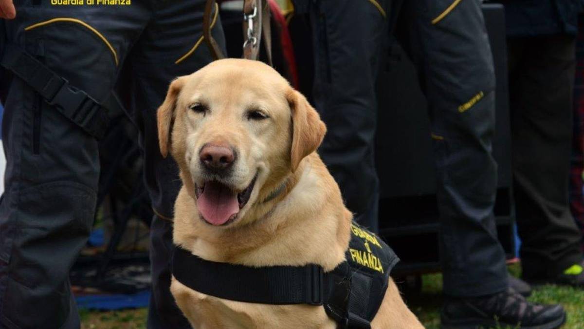 Cervia, sente odore di hashish: il fiuto del cane antidroga Bacol mette nei guai un 21enne
