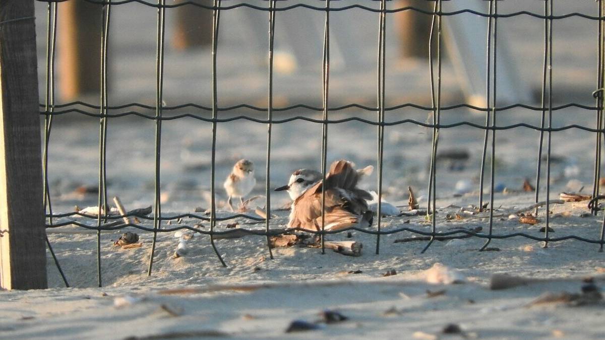 Nascono nuovi Fratini sulle spiagge ravennati