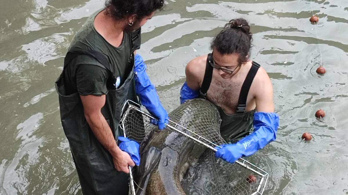 Ravenna e i pesci da salvare: Destra Reno, mai visto un disastro così