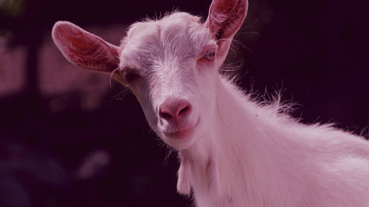 Capretto sgozzato in casa: rito voodoo, indagati sacerdote cubano e un italiano