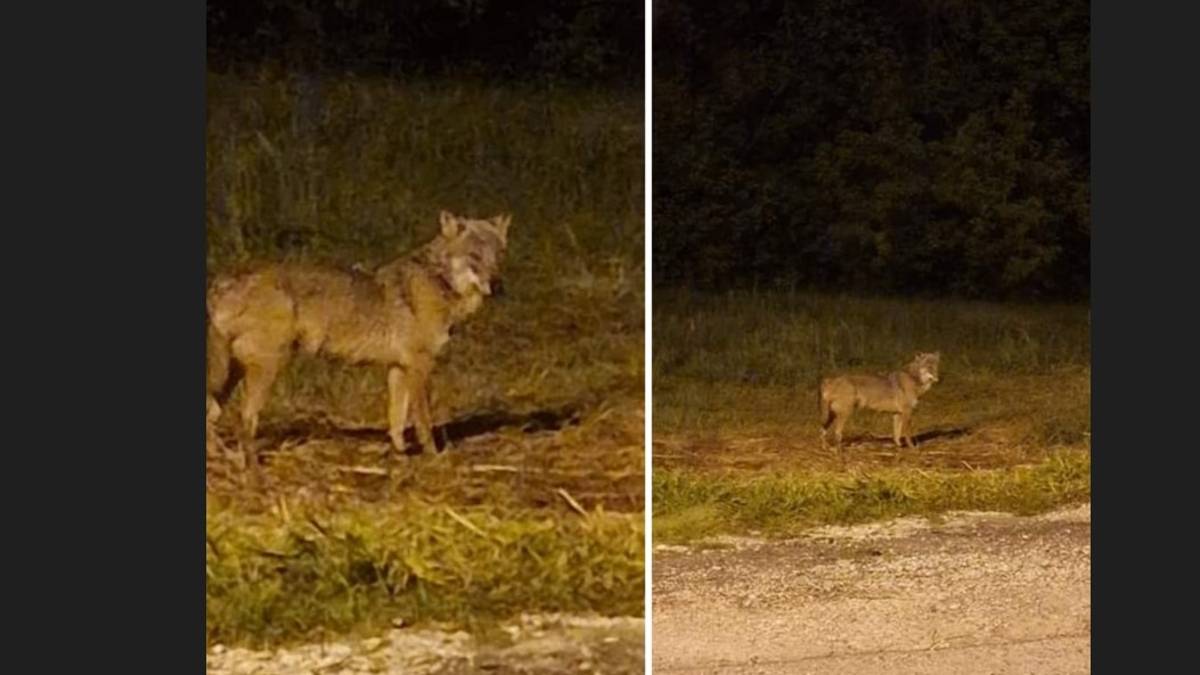 Un lupo in giro a Ponte Abbadesse di Cesena: Guardate che meraviglia