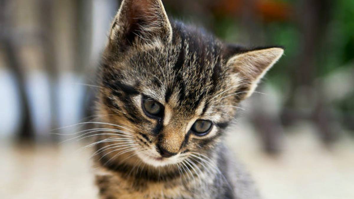 Enpa cerca balie per gattini: al via il corso per formarle