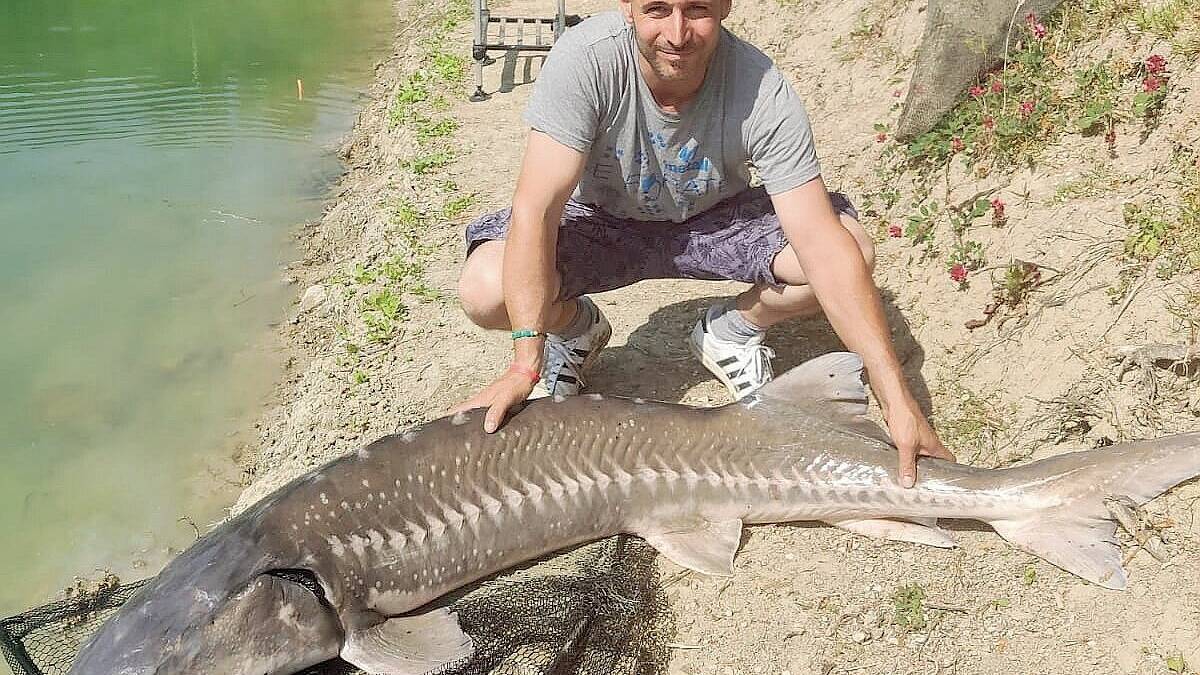 Cesena, che storia, anzi, che storione: un pesce da 60 kg