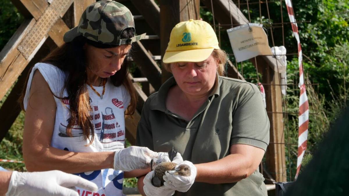 Ravenna, una corsa contro il tempo per evitare una strage di volatili alla Valle della Canna