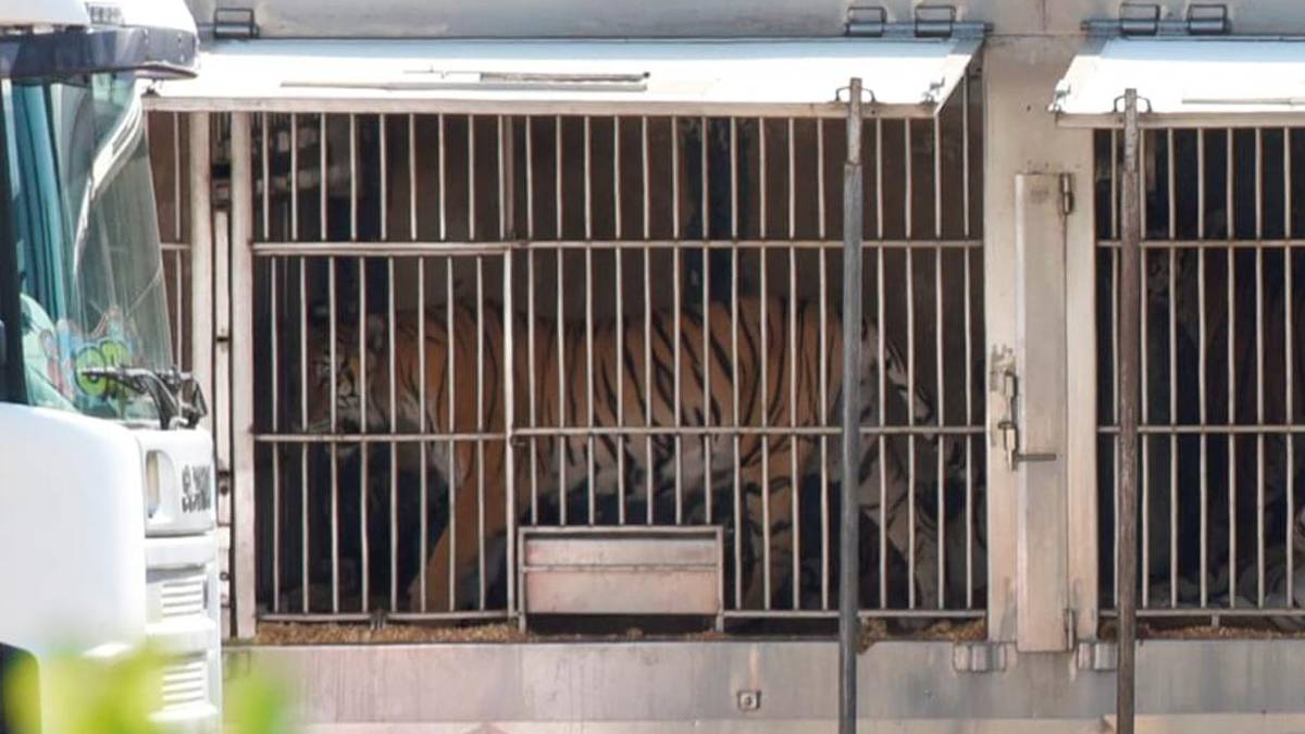 Il materiale fotografico distribuito dal coordinamento. In questa foto una tigre