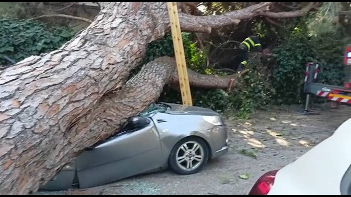 Riccione, un albero si spezza e cade su una macchina in corsa: miracolosamente illeso l’autista