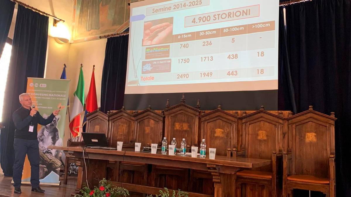 La rinascita dello storione dell’Adriatico: 4.900 esemplari reintrodotti, un fossile vivente che non si arrende
