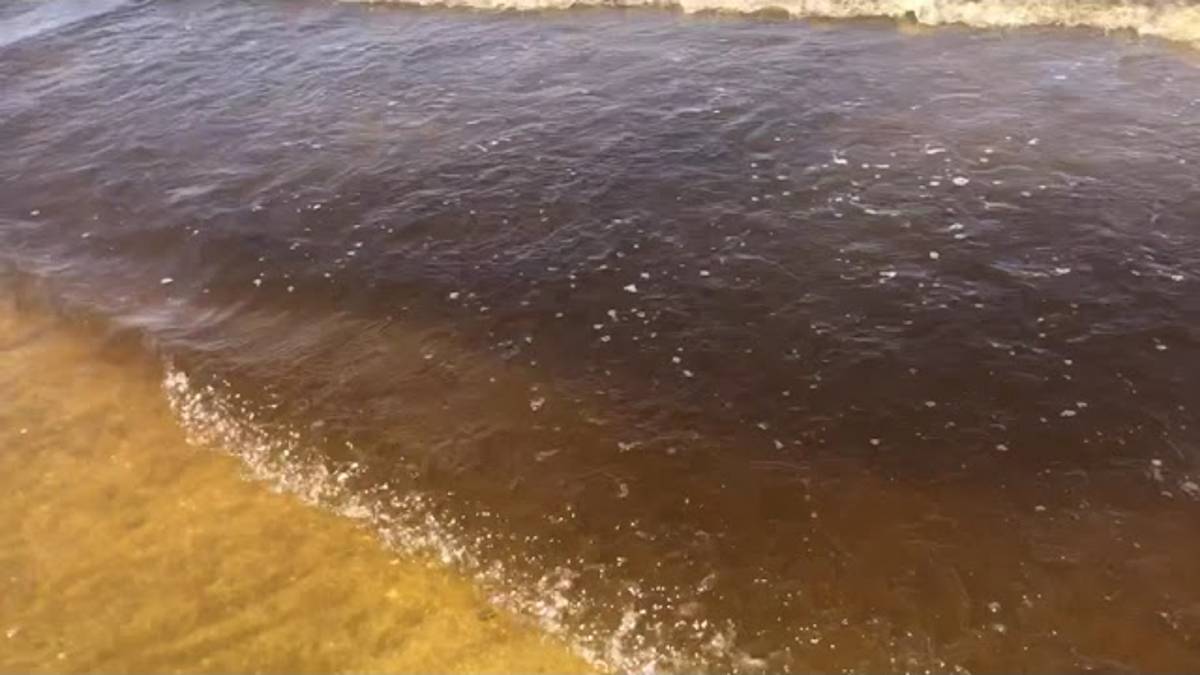 Acqua del mare color ruggine a Tagliata: colpa di un'alga innocua per le persone VIDEO