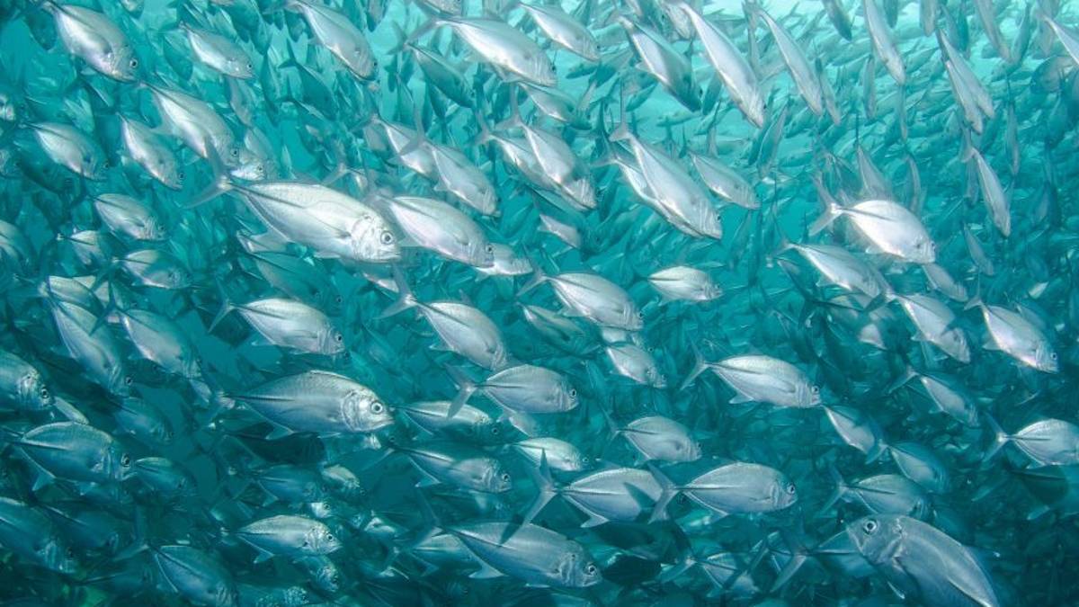 Il fermo pesca aggiuntivo a Cesenatico si fa sempre più pesante