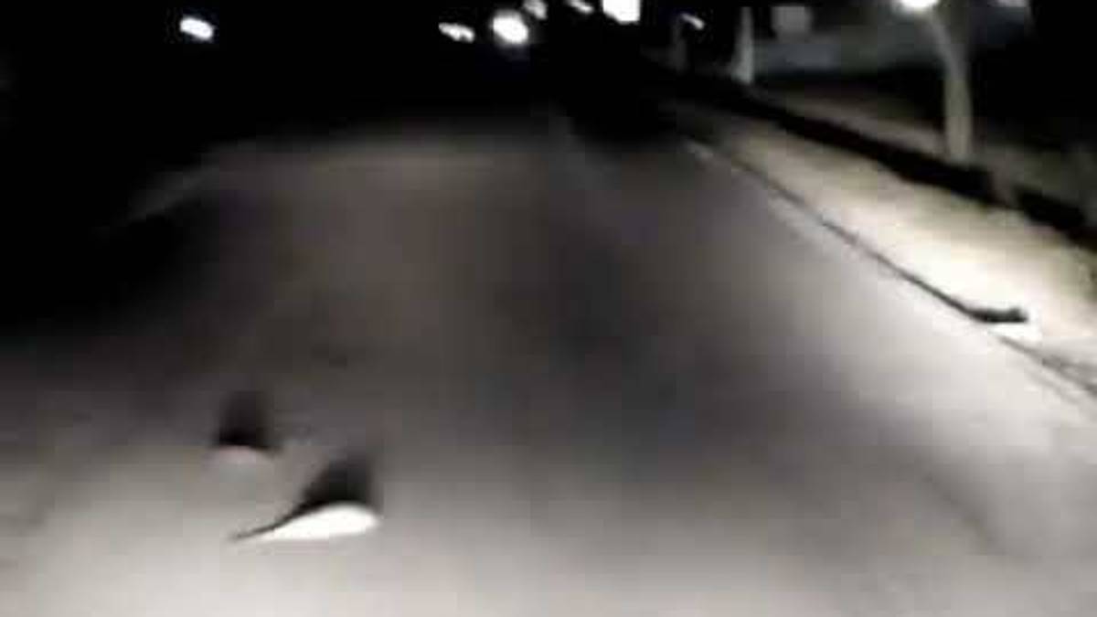 Cesena, invasione di ratti a Gattolino - VIDEO