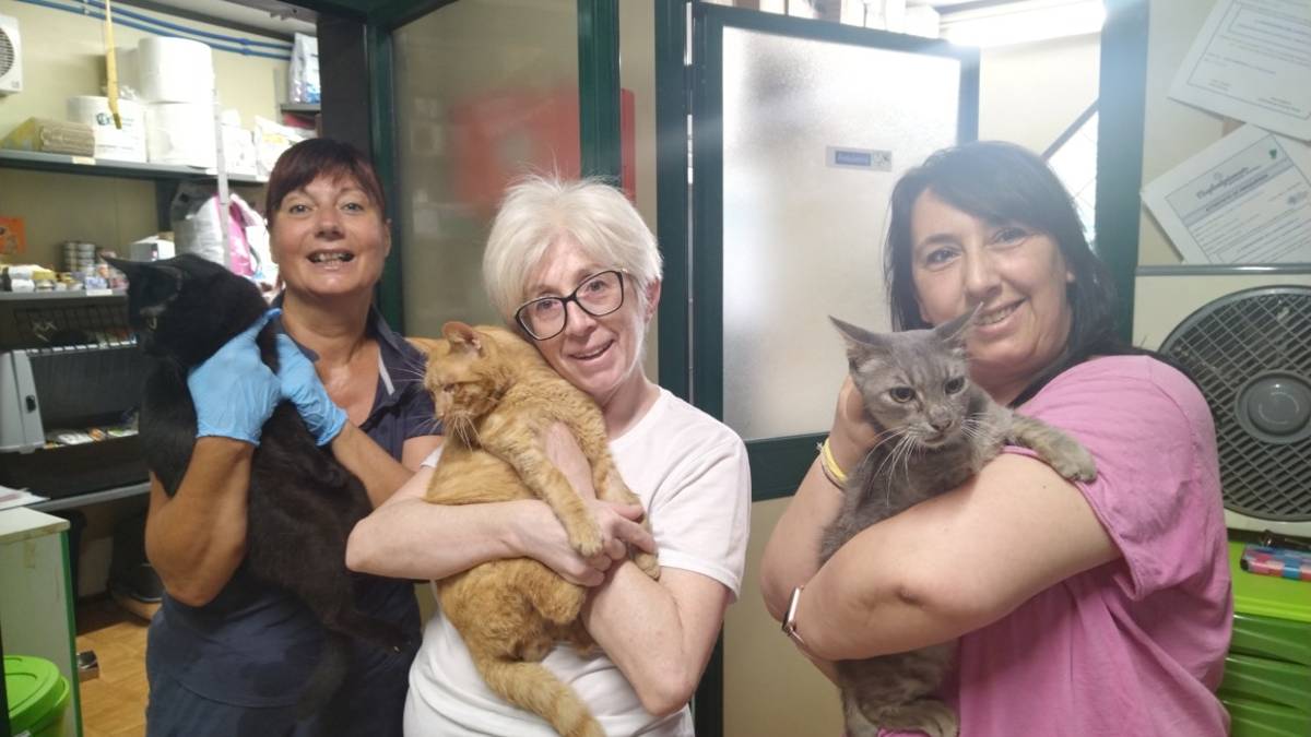 Lugo, sempre più gatti abbandonati, denutriti o maltrattati