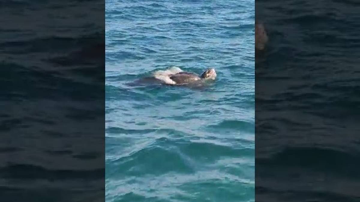 Avvistamento eccezionale ieri a 40 chilometri al largo di Ravenna: una tartaruga Liuto, la più grande del mondo