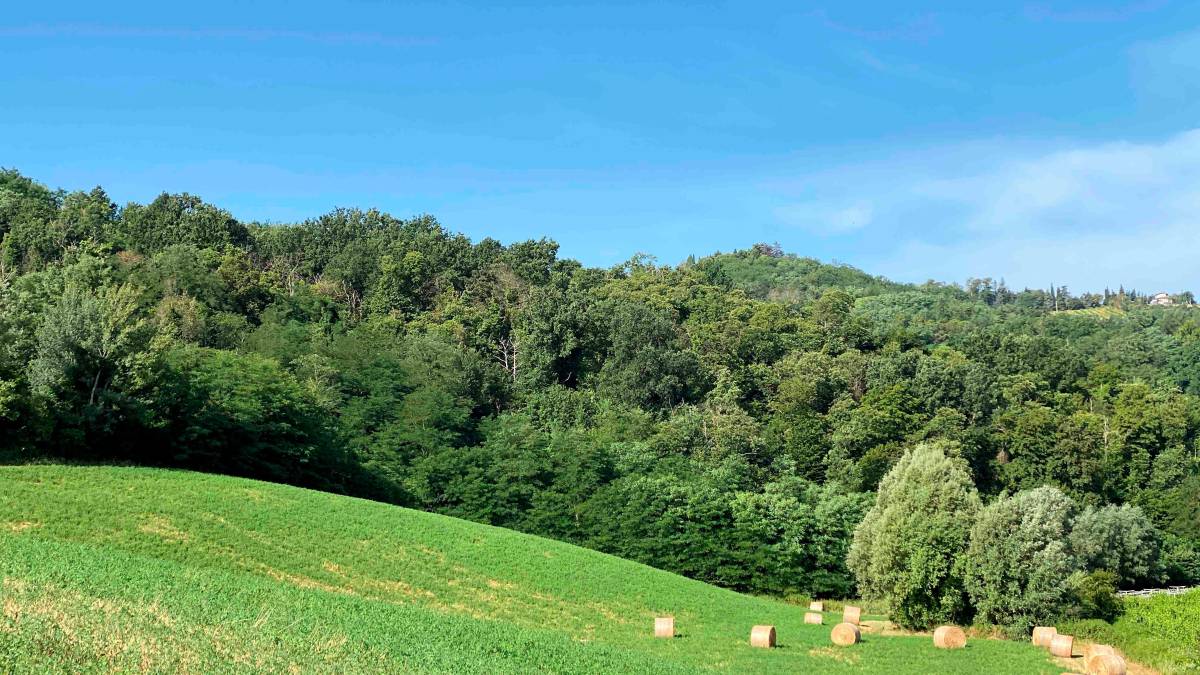 Bertinoro, una nuova area Sic di tutela, ospita specie botaniche rare per la Romagna