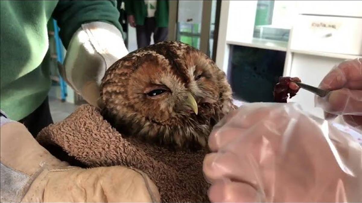 Lo sciopero della fame dell'allocco è finito: salvato e riportato a casa