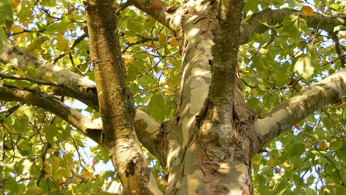 Cesena, riparte il trattamento in difesa dei platani