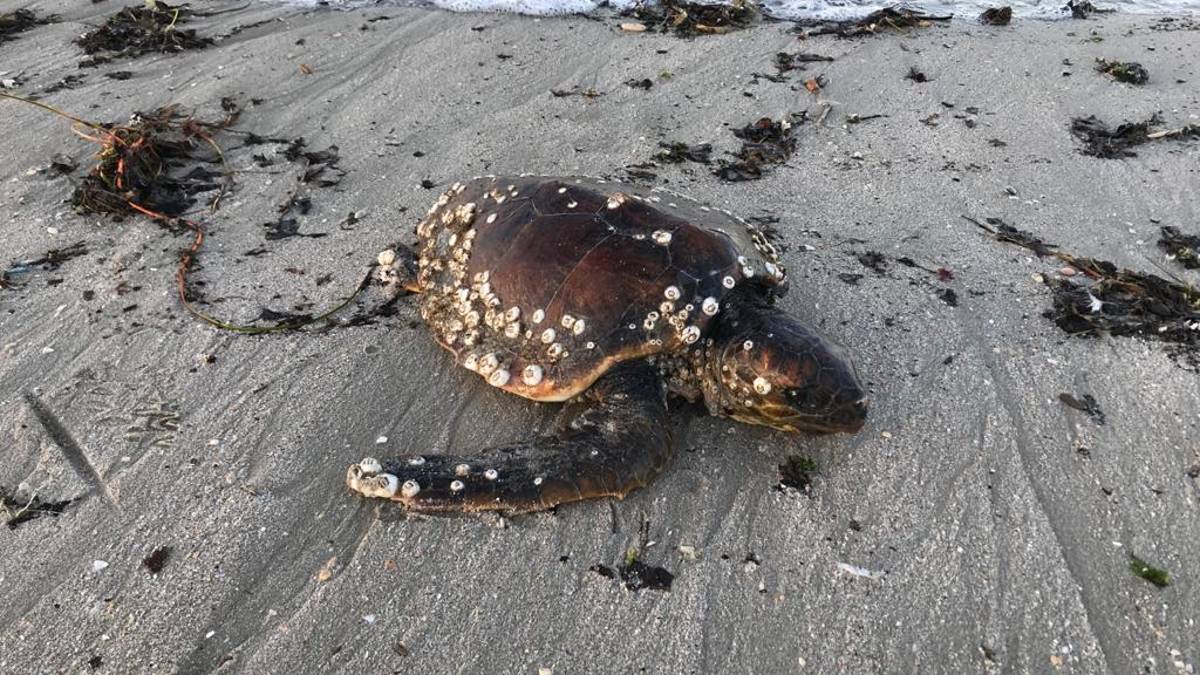 Riccione. Cetacea, allarme spiaggiamenti per le tartarughe