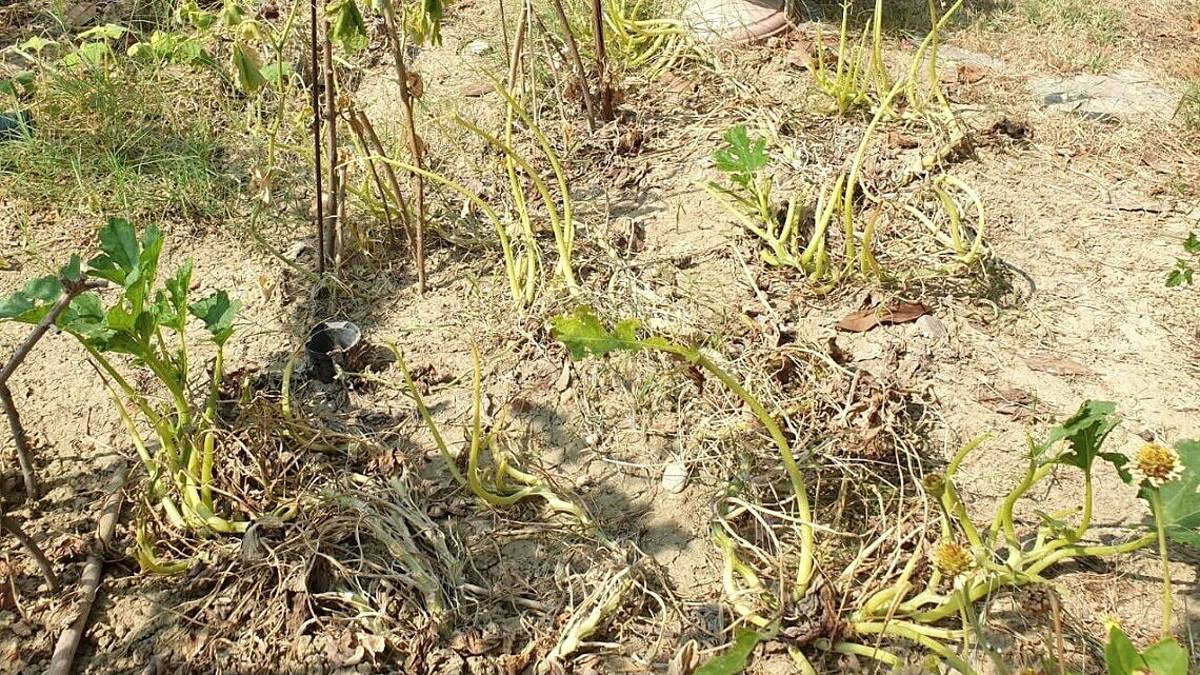 Meldola, orti devastati dall'invasione di cavallette
