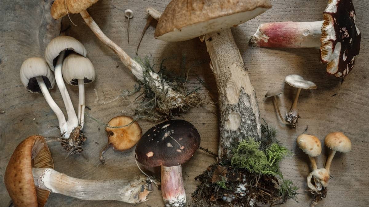 Funghi, dove farli controllare in Romagna: gli orari dal 19 settembre