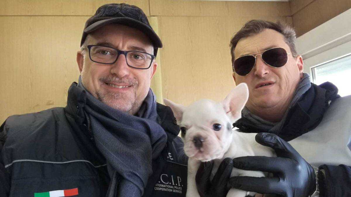 Traffico illegale di cagnolini dall’Est a Rimini: subito il processo